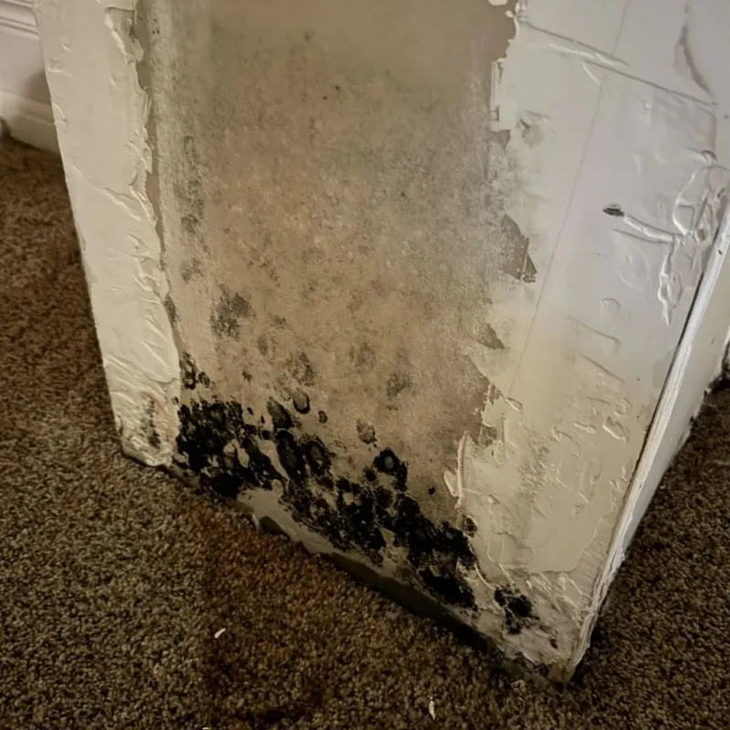 Professional Mold Removal in Great Bend, KS